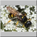 Crabro cribarius - Grabwespe w001b 14mm - OS-Wallenhorst-Tongrube-det.jpg